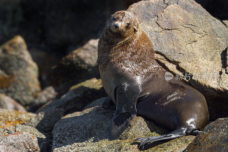 岩石上的海豹(Arctocephalus pusillus)